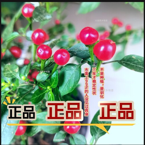红色查拉皮塔辣椒鲜果或者干果