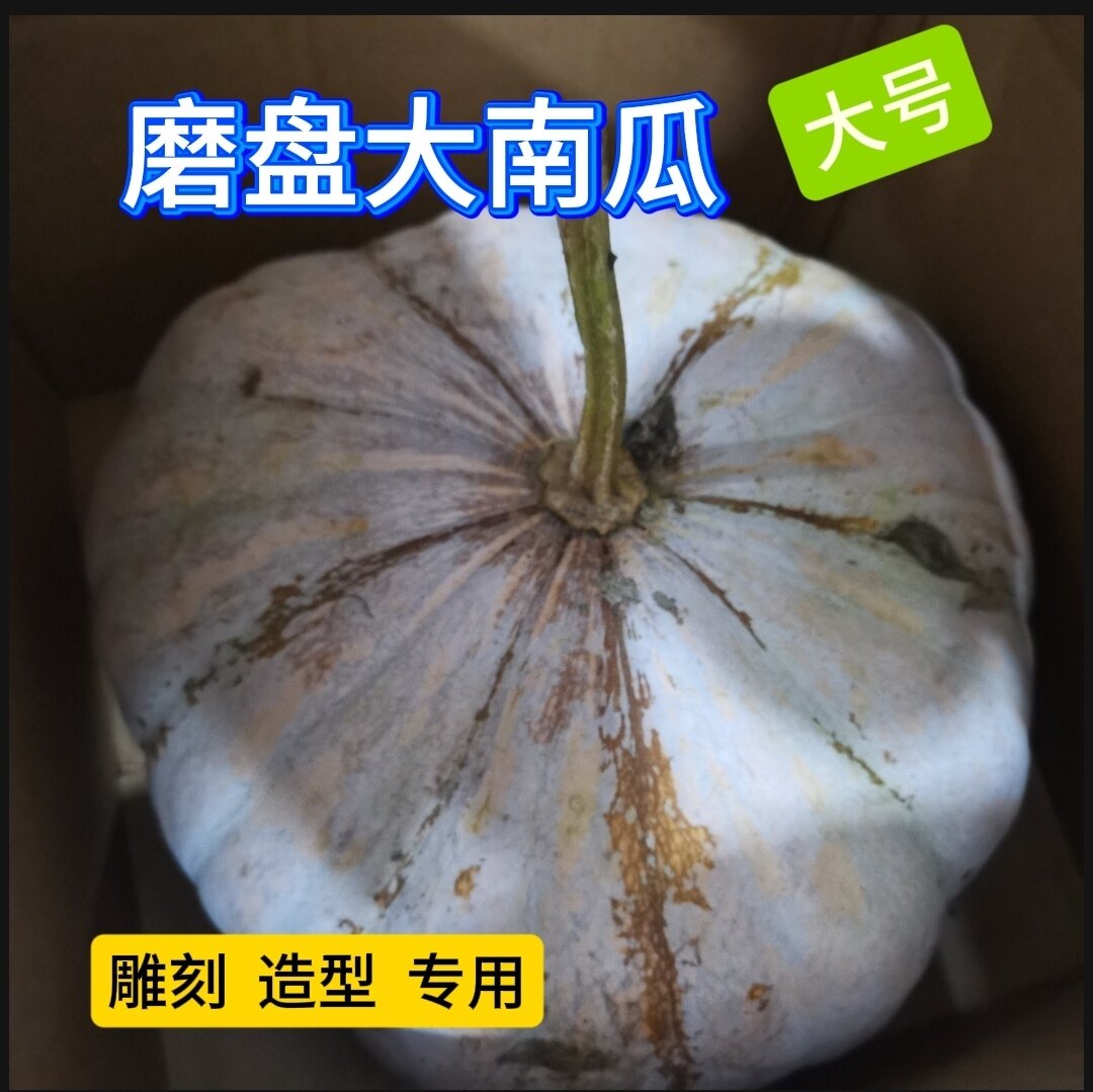 磨盘大南瓜老品种黄皮万圣节圆南南瓜