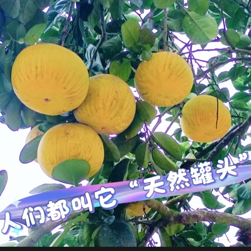 梁平柚子新鲜水果重庆特产孕妇当柚子
