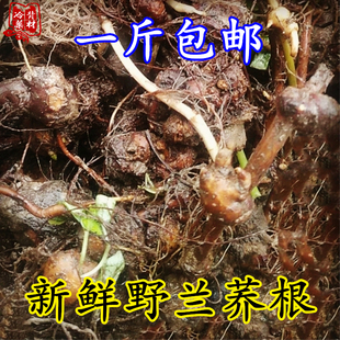 新鲜野荞麦根疙瘩 四川苦荞麦金开锁500g包邮 野兰荞金荞麦万年荞