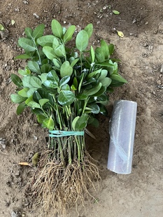 冬青苗篱笆围栏庭院户外绿化苗木四季常绿不落叶冬青树苗黄杨苗