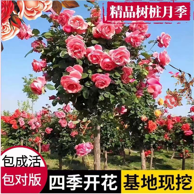 树桩月季棒棒糖高杆大花月季花树庭院花园别墅种植嫁接山木香树桩图片
