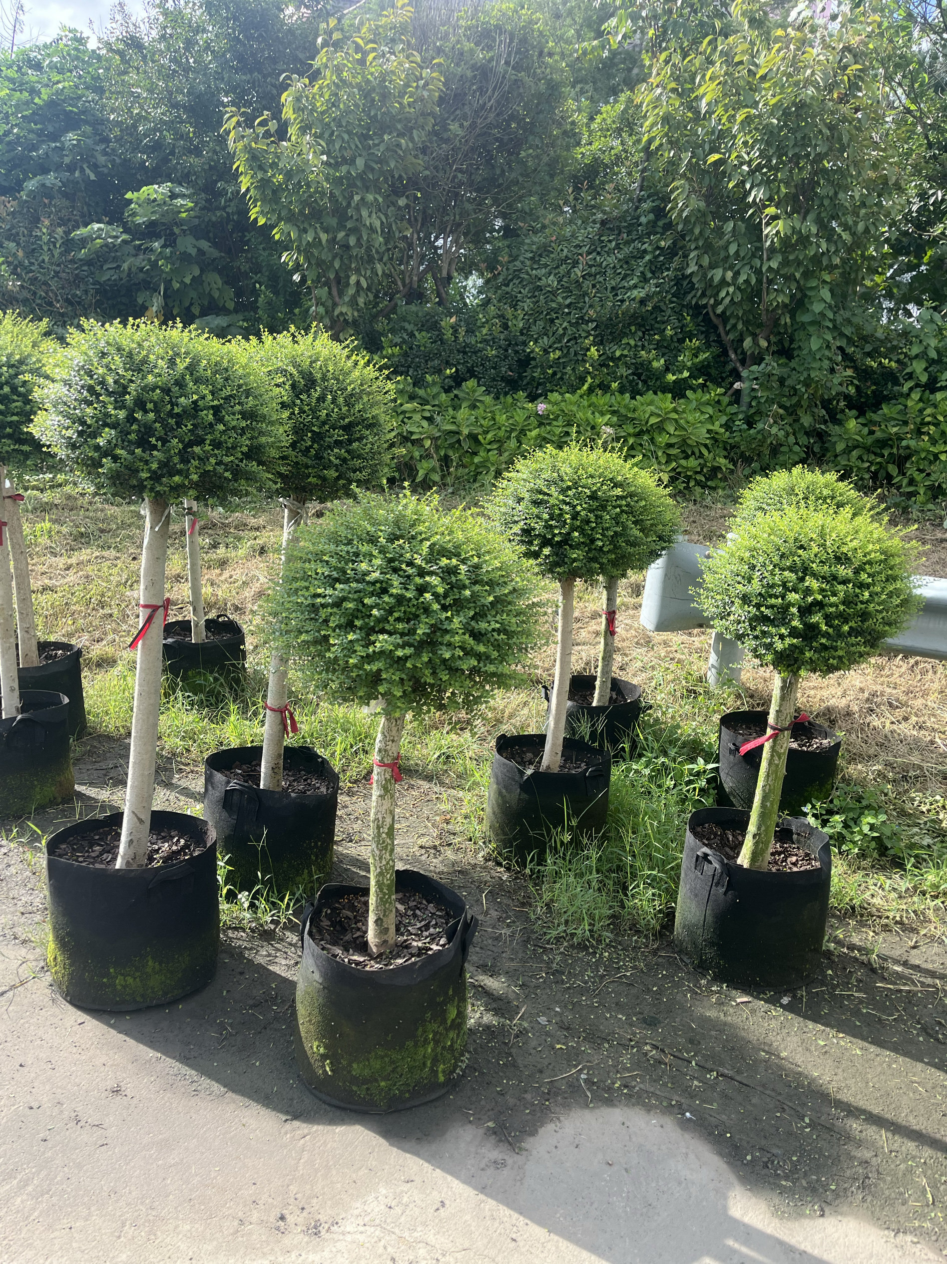 亮晶女贞棒棒糖 川滇蜡树蓝冰柏 柠檬之光棒棒糖花镜植物盆栽