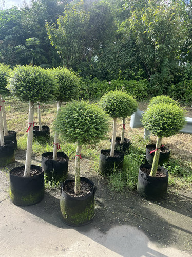 亮晶女贞棒棒糖 川滇蜡树蓝冰柏 柠檬之光棒棒糖花镜植物盆栽
