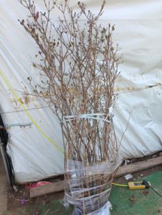丛生丁香花苗丁香树苗别墅庭院耐寒大型风景树阳台盆栽当年开花卉