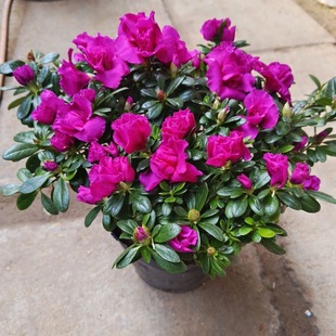 杜鹃花苗盆栽室内庭院植物树状盆带花苞四季开花映山红