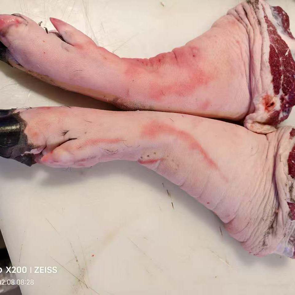 农家现宰土猪新鲜猪脚猪脚一整只约4斤默认烧皮洗净发货包邮