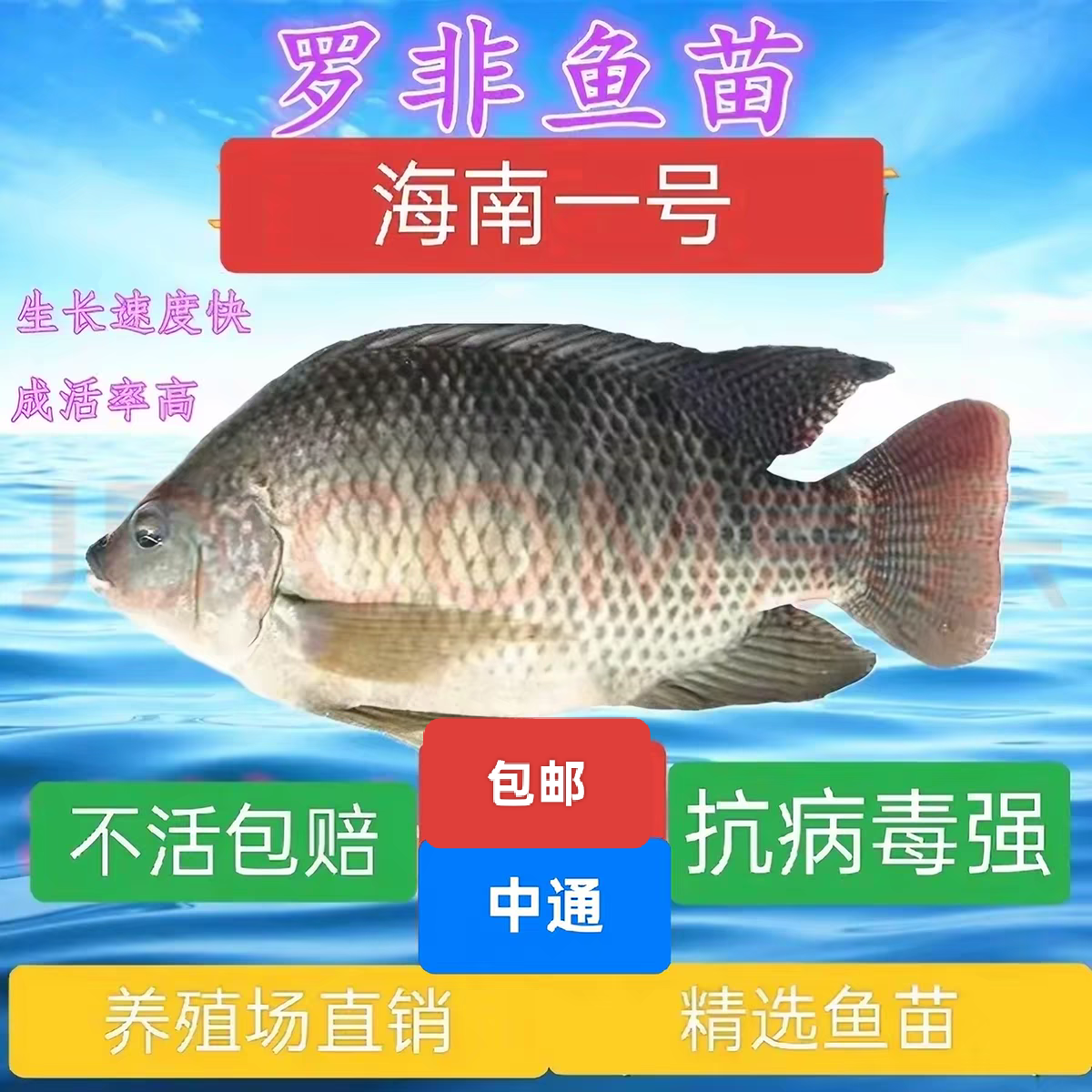大尺寸海南一号罗非脆肉罗非鱼苗