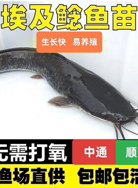 八须鲶鱼苗好养耐活特大号鲶鱼