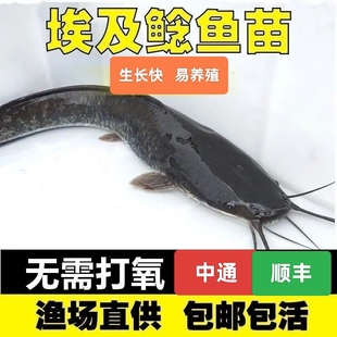 埃及塘鲺鱼苗 塘角鱼苗 土塘鲺鱼苗八须鲶鱼本地塘虱革胡子鲶鱼苗