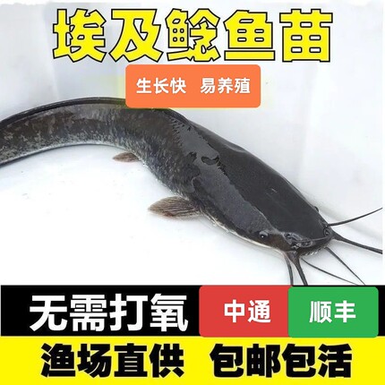 埃及塘鲺鱼苗 塘角鱼苗 土塘鲺鱼苗八须鲶鱼本地塘虱革胡子鲶鱼苗