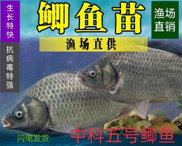 鲫鱼苗活体中科5号淡水养殖