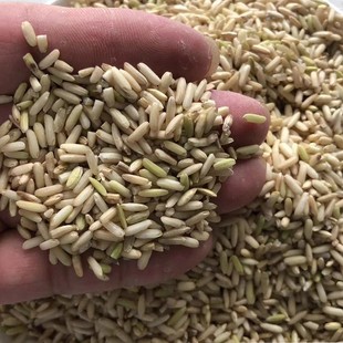 新冬糙糯米粗米月子酒客家娘酒用米酒糟米娘酒黄酒甜酿酒专用米