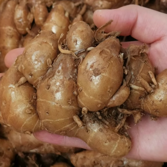 农家自种新鲜沙姜山奈三奈广东白切鸡椰子鸡现挖盐焗鸡去腥增香食