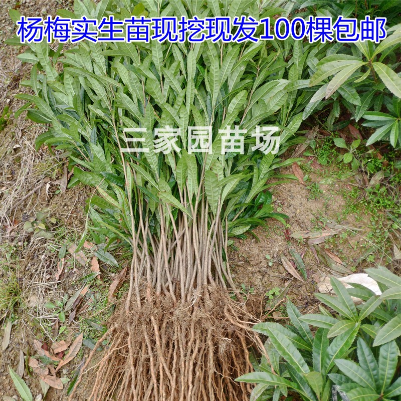 杨梅实生苗籽播芽苗嫁接砧木苗