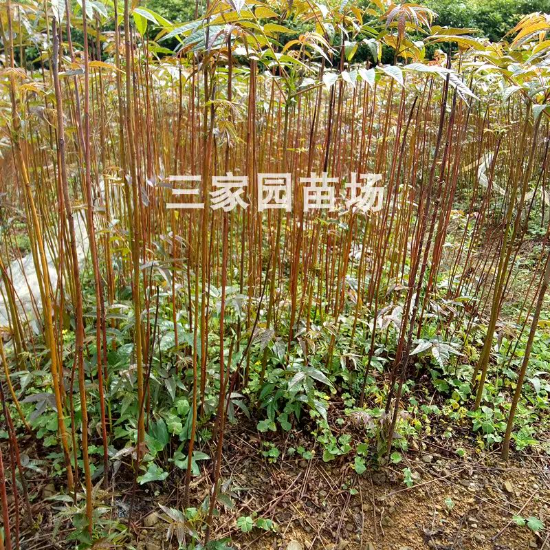 香椿树苖新鲜红油四季早采摘正宗春芽树苗矮化香椿苗南北适合种植