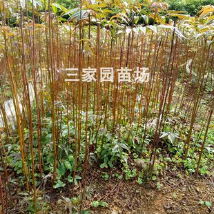 香椿树苖新鲜红油四季早采摘正宗春芽树苗矮化香椿苗南北适合种植