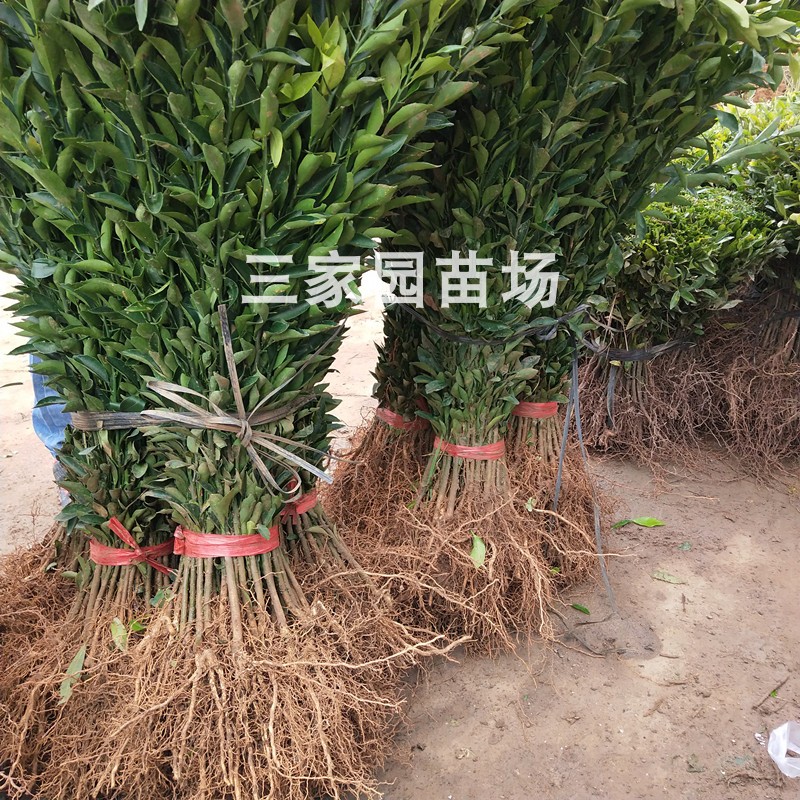 酸桔苗酸柑苗酸橘苗实生苗柑桔嫁接砧木苗酸桔芽苗桔子实生苗包邮