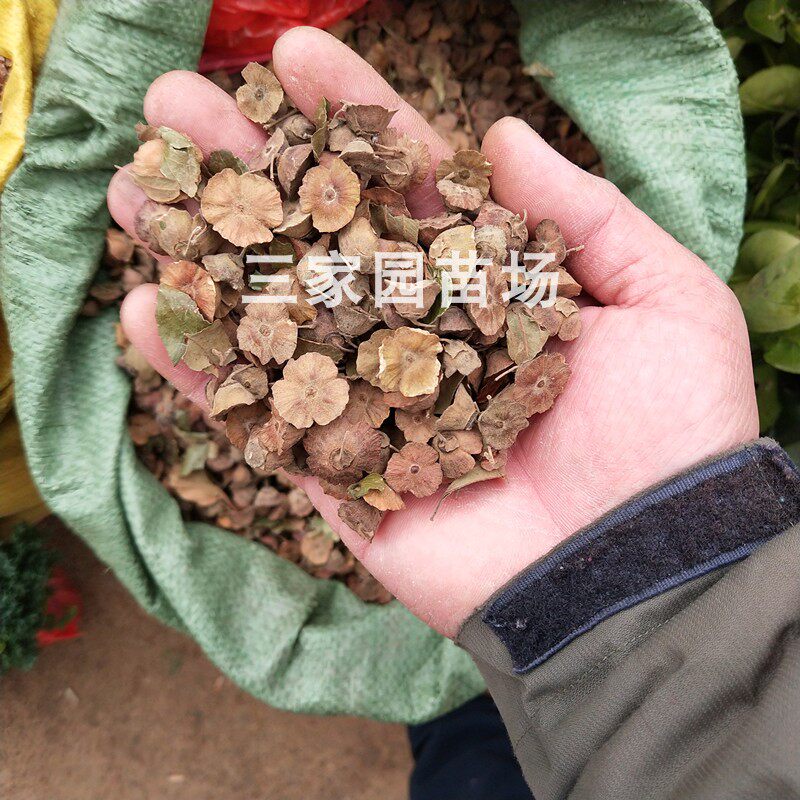 马甲子种子 散装铁篱笆种子刺秧种子篱笆种子 马甲子种籽铁篱笆苗