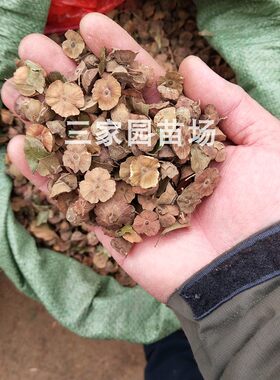 马甲子种子 散装铁篱笆种子刺秧种子篱笆种子 马甲子种籽铁篱笆苗