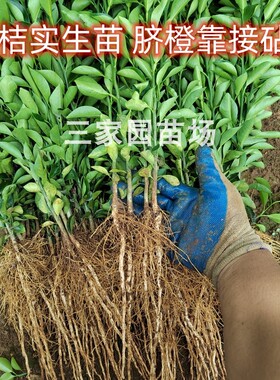 红桔苗红橘小苗四川红橘实生苗红桔芽苗柑橘嫁接砧木苗橙子靠接苗
