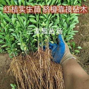 红桔苗红橘小苗四川红橘实生苗红桔芽苗柑橘嫁接砧木苗橙子靠接苗