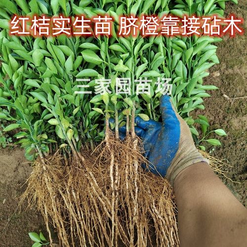 红橘实生苗红桔苗嫁接砧木