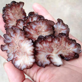 猴脑菇核桃菌农产品干货大个海参菇黑松菌玛咖菌茸菌玛瑙菌食用菌