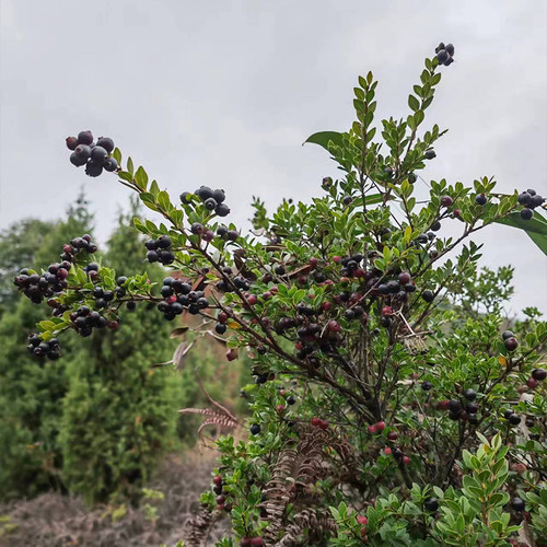 红芽小叶赤楠树苗可食用野果树
