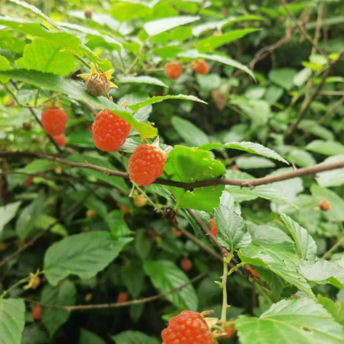 儿时野果野外生长山莓树莓苗