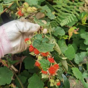 粗叶悬钩子树苗寒莓苗爬藤庭院农村野外生长盆栽儿时零食可以吃的