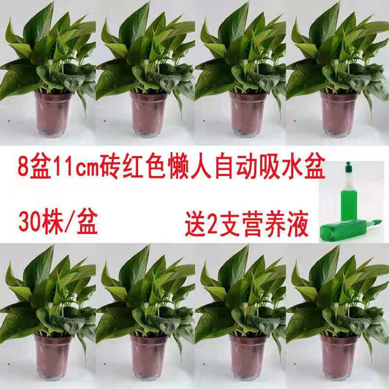 大绿萝盆栽室内吸除甲醛绿植长藤生大盆绿箩吊兰水培懒人花卉包邮