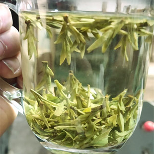 乌牛早品种2026年3月6号采摘新茶小芽头明前高山茶自家的茶园散装