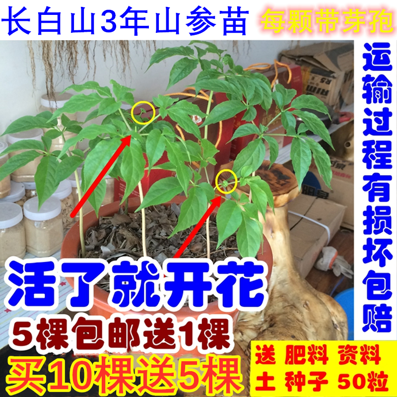 【3年山参苗 】山参苗野山参苗人参苗人参种子人参5颗包邮送种子