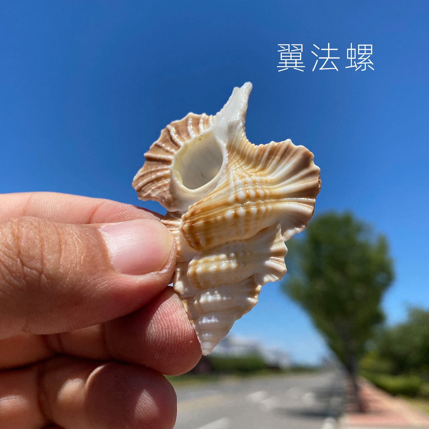 天然海螺贝壳翼法螺海螺摆件