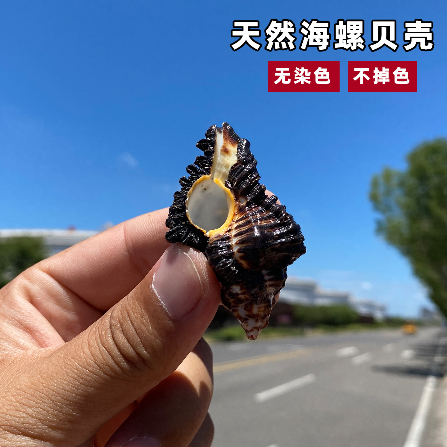 天然海螺贝壳焦棘螺标本无染色不掉色收藏装饰品拍摄道具海边礼物