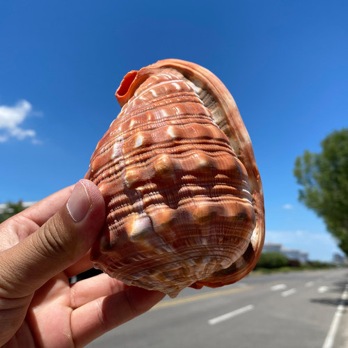 鱼缸摄影装饰品天然海螺贝壳收藏