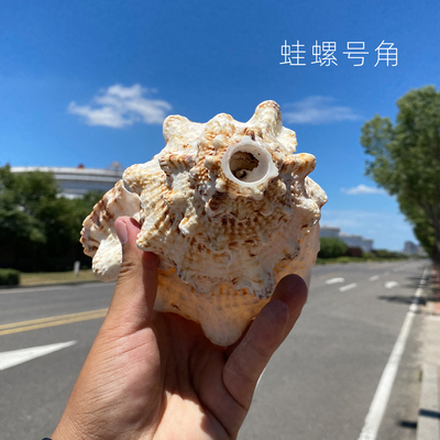 可吹响天然海螺号角声音洪亮