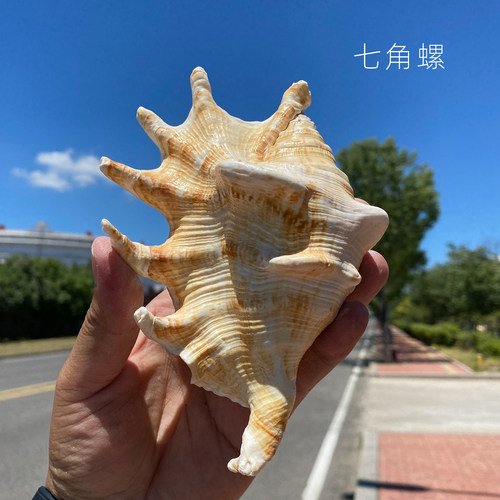 天然海螺贝壳蜘蛛螺七角螺