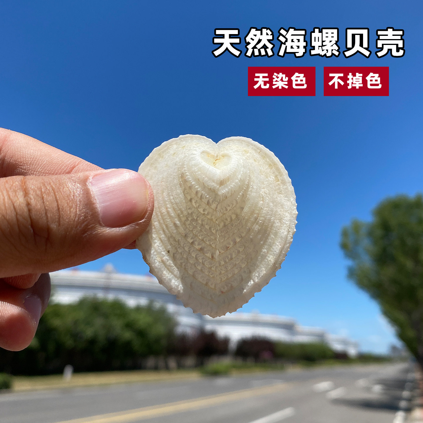 天然海螺贝壳心鸟蛤无染色不掉色心形海螺壳装饰收藏品标本摆件