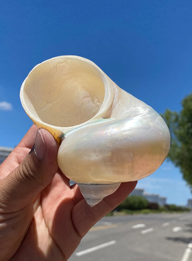 天然贝壳海螺装饰摆件光滑白色海洋风工艺品抛光绿蝾螺荧光海螺