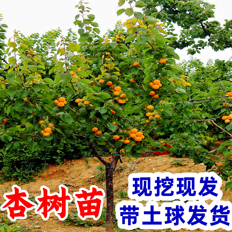 嫁接苗杏树当年结果活苗