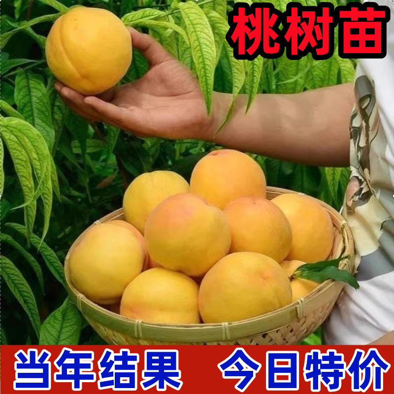 桃树南北方当年结果嫁接早熟