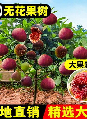无花果树果苗盆栽水果苗耐寒特大波姬红南北方阳台种植地栽当年结