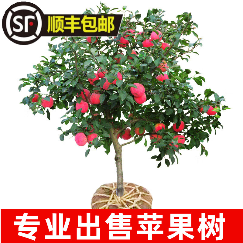 矮化苹果树苗盆地栽嫁接当年结果