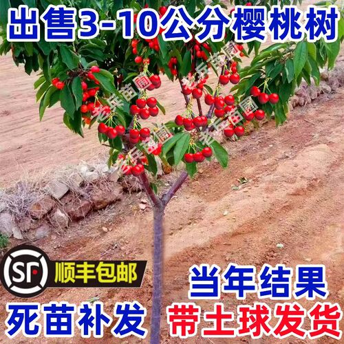 车厘子庭院果树矮化樱桃当年结果
