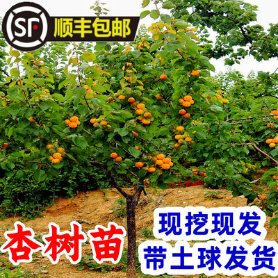 杏树盆栽地栽当年结果庭院嫁接