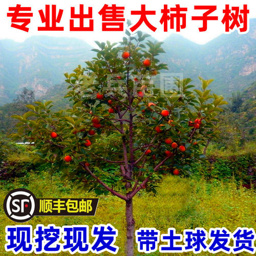 柿子树盆栽地栽脆甜特大南北方种