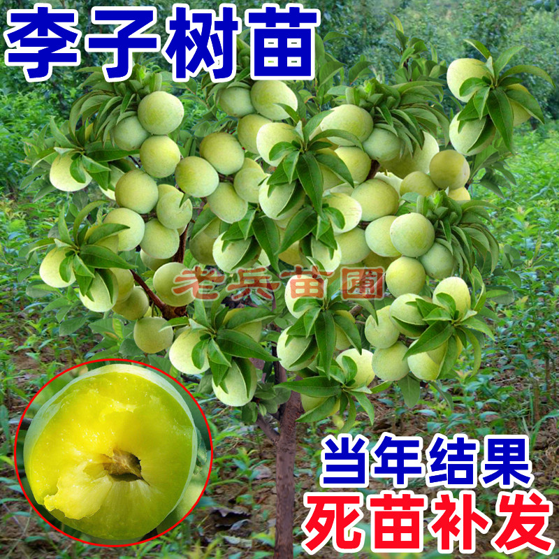 李子树地栽当年结果嫁接特大