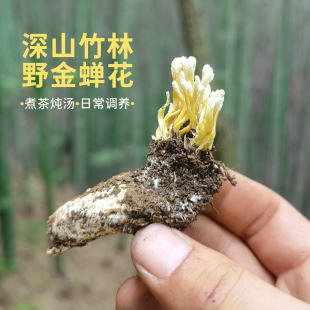 煮茶煲汤 晚桔 野金蝉花 皖南深山竹林臻品山珍 日增补调养食用